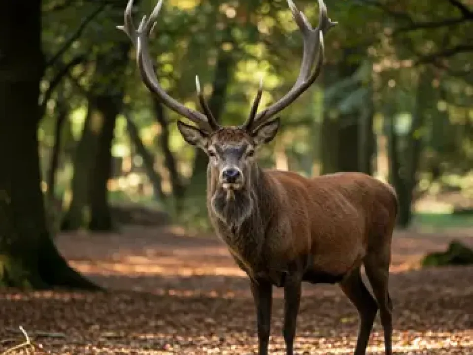 Deer Hunting in Europe / Slovakia