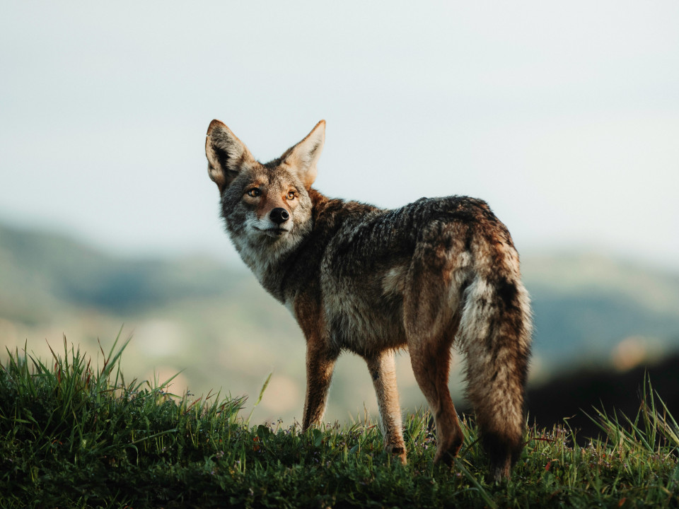 Jackal, Wild Boar and Duck Hunting in Serbia