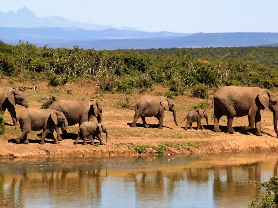 South Africa – Trophy Hunting